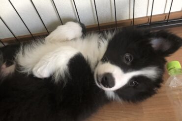 プロバンス風の花壇が完成